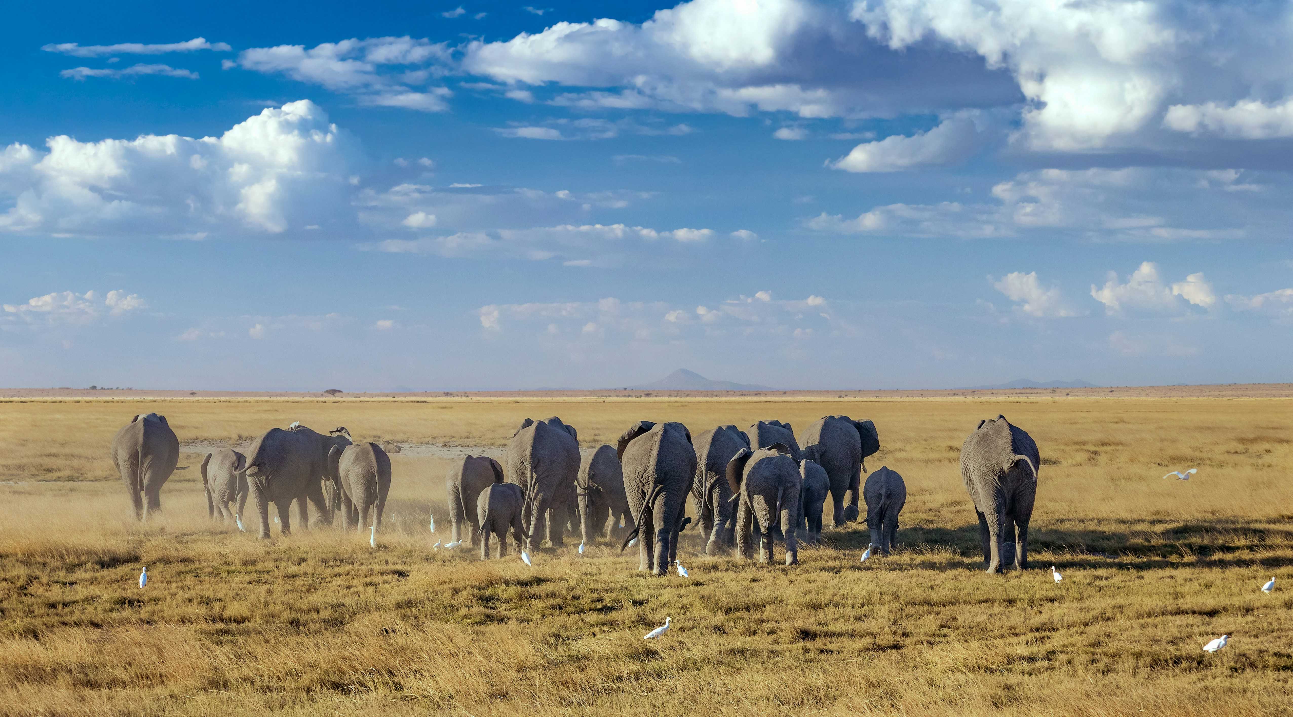 elephants-grues-safari