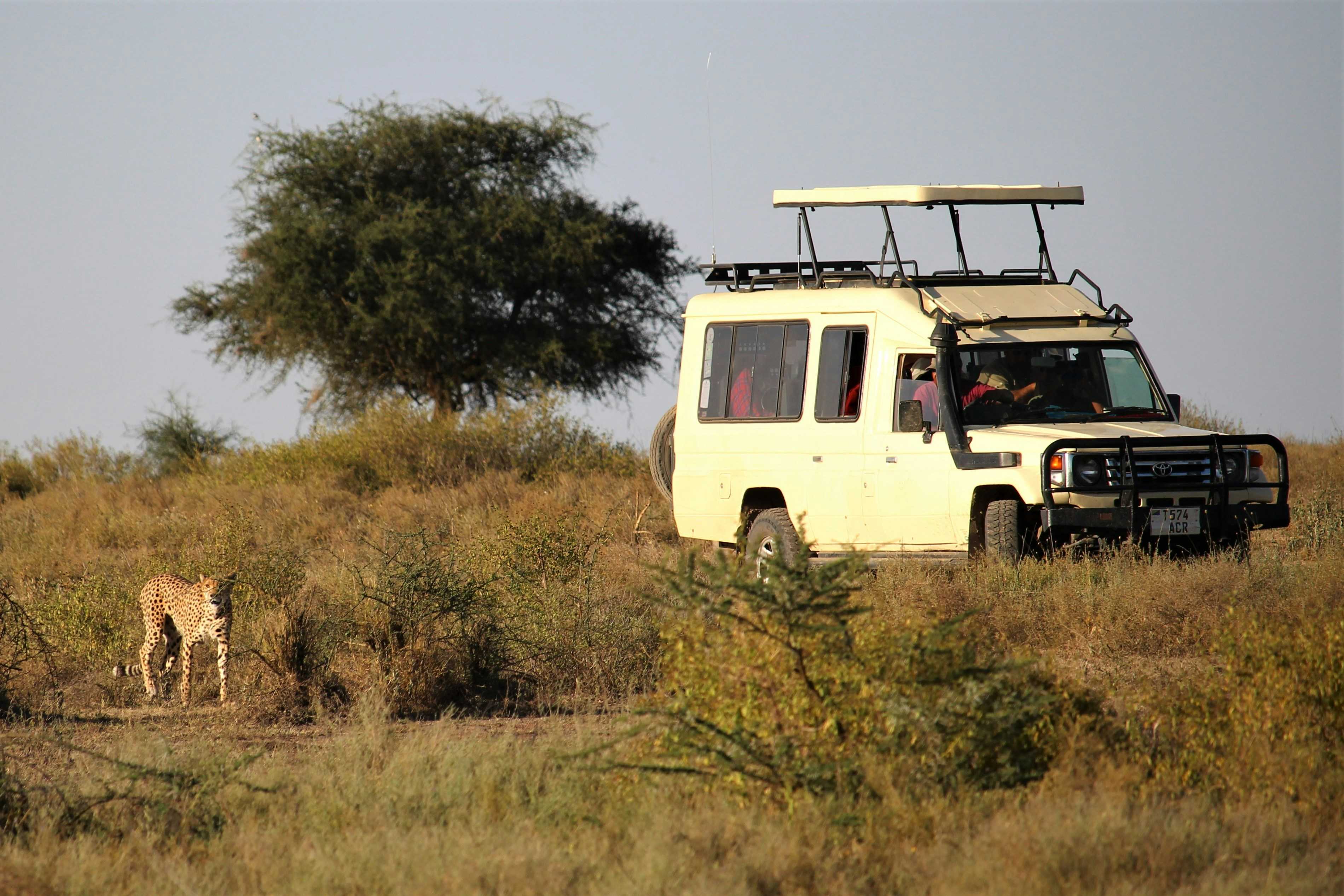 guepard-safari