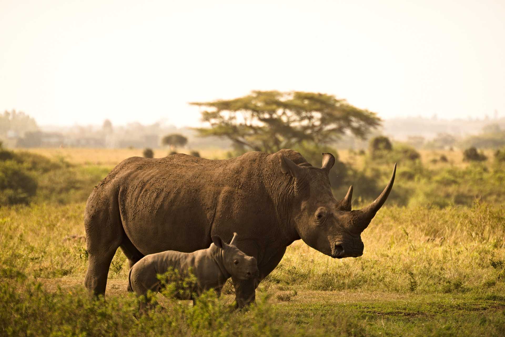 Rhinoceros National Park Nairobi