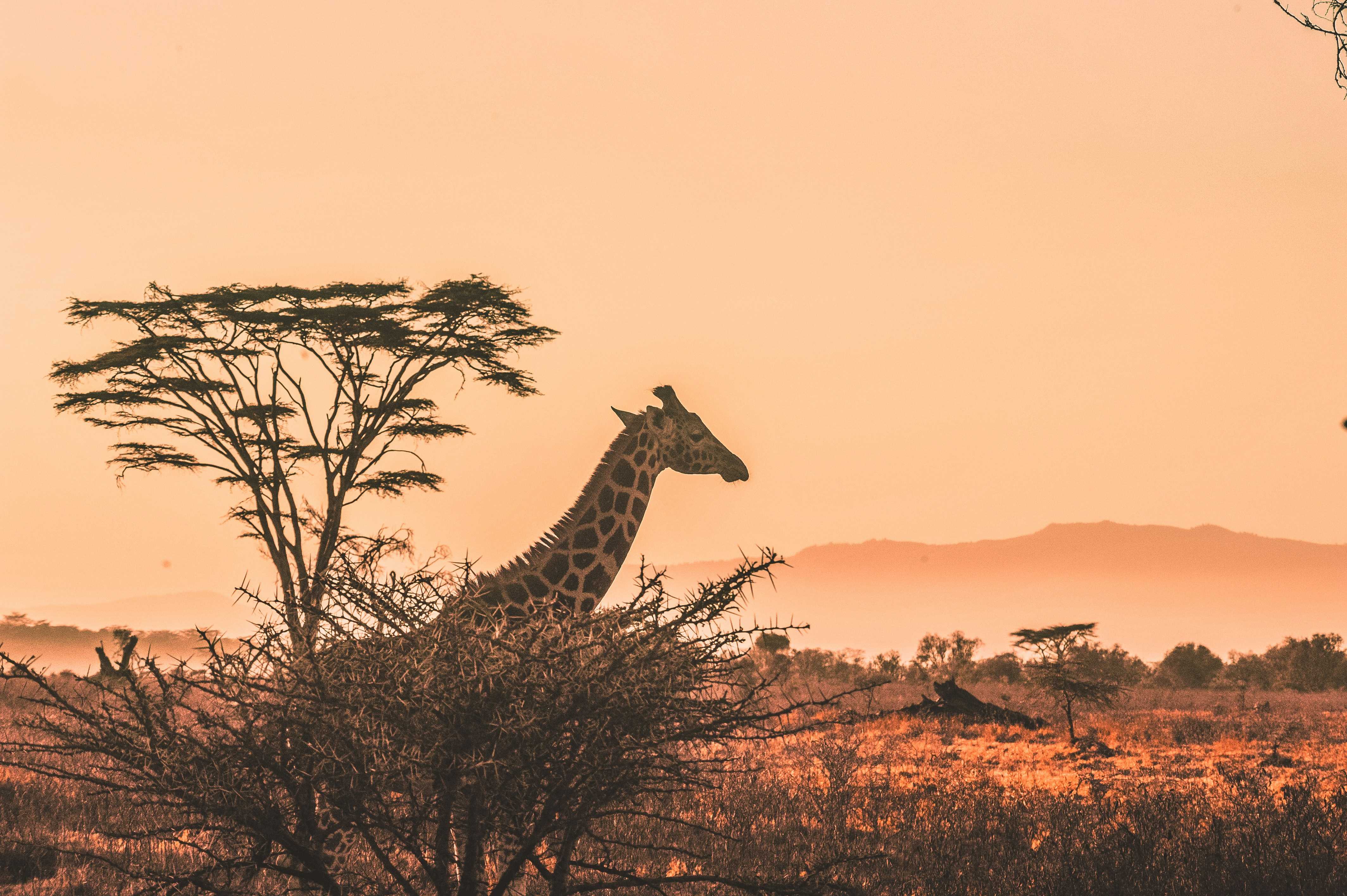 Serengeti Girafe