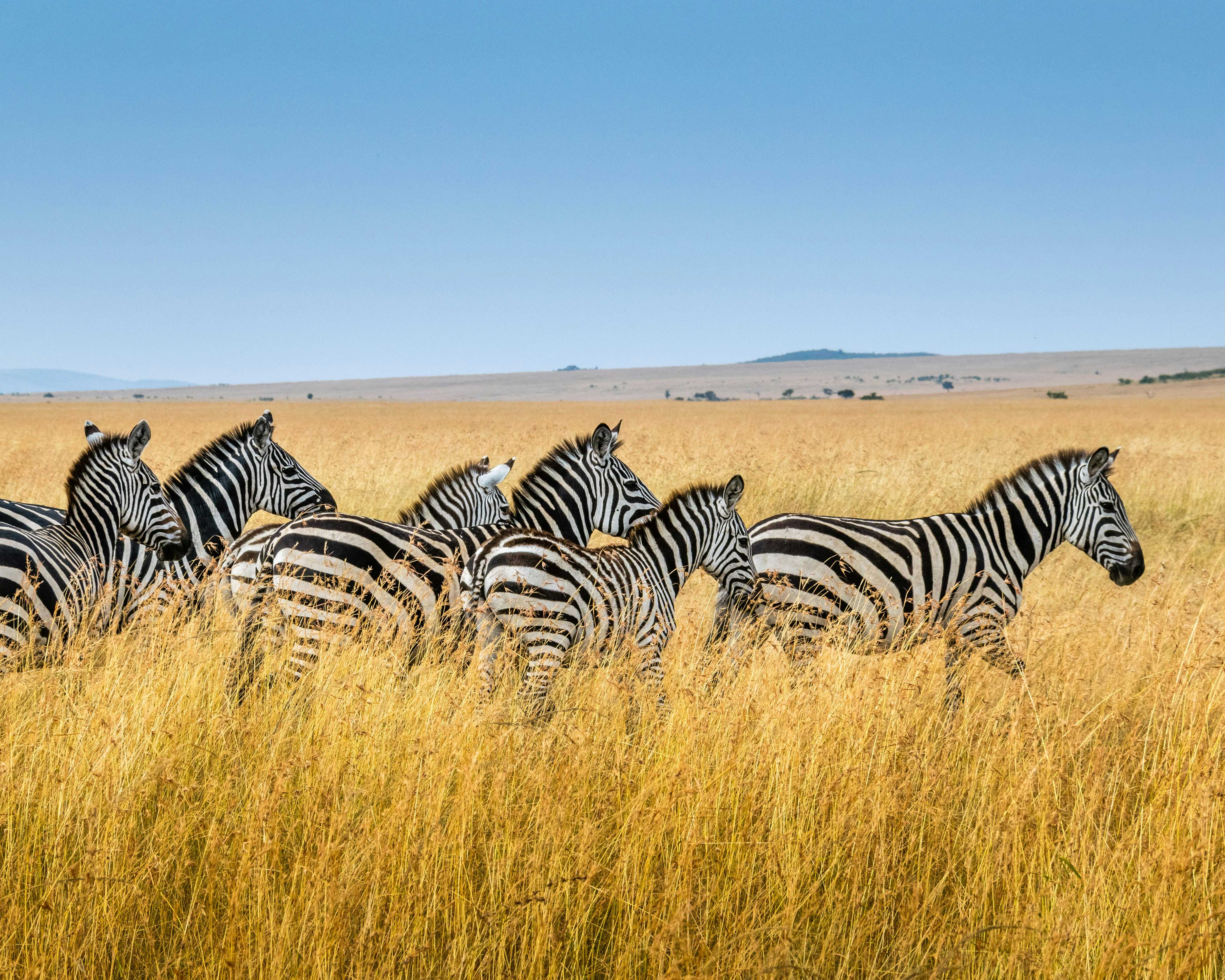 zebre-safari